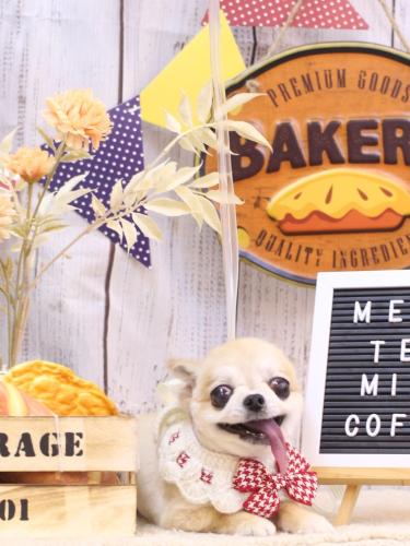 20240929ｍomoちゃん